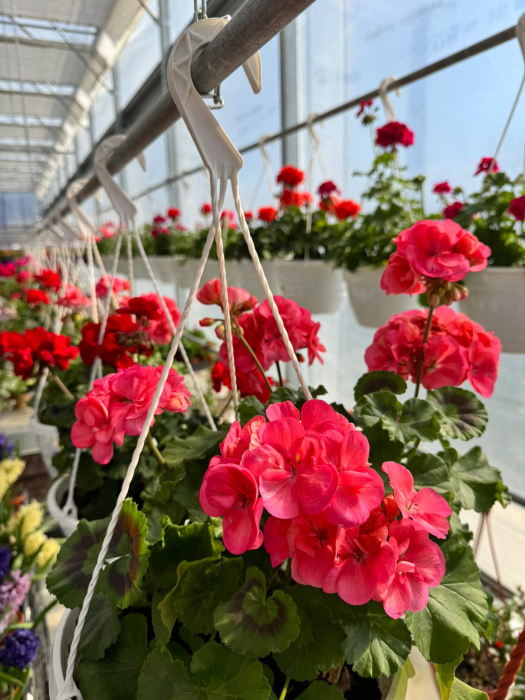 Mușcate în ghivece suspendate de 5L [2]