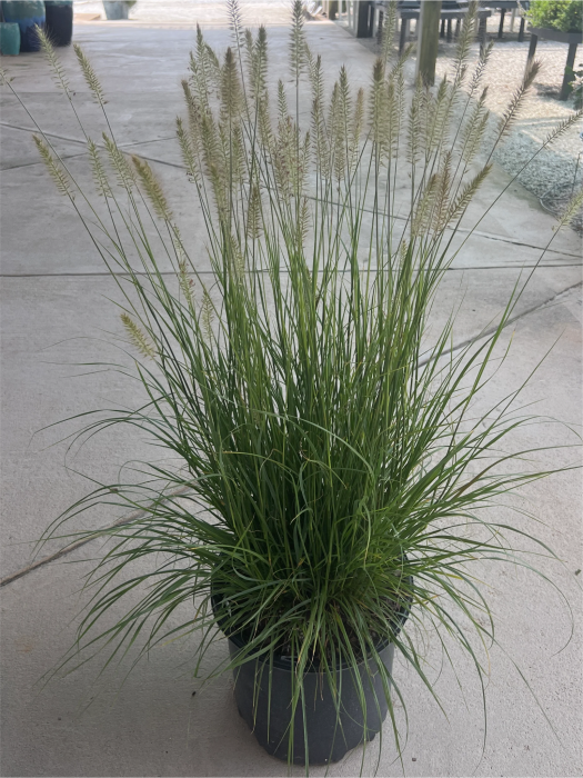 Pennisetum Hameln C2 [1]