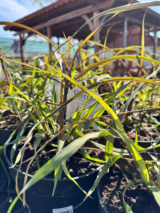 Pennisetum ‘Vertigo’ - C2 [3]