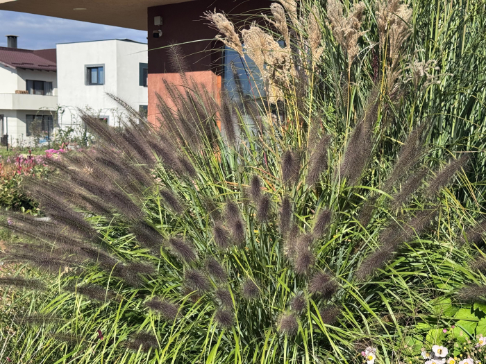 Pennisetum viridescens - C1.5 [3]