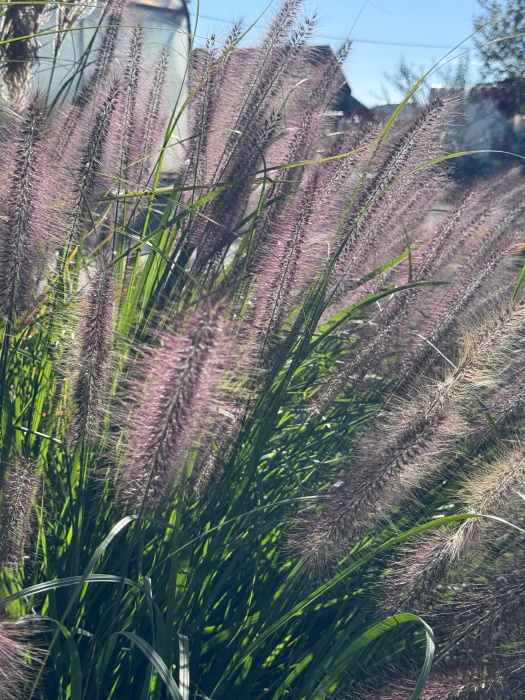 Pennisetum viridescens - C1.5 [1]