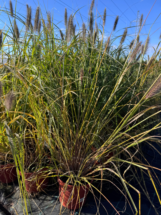 Pennisetum viridescens - C1.5 [2]