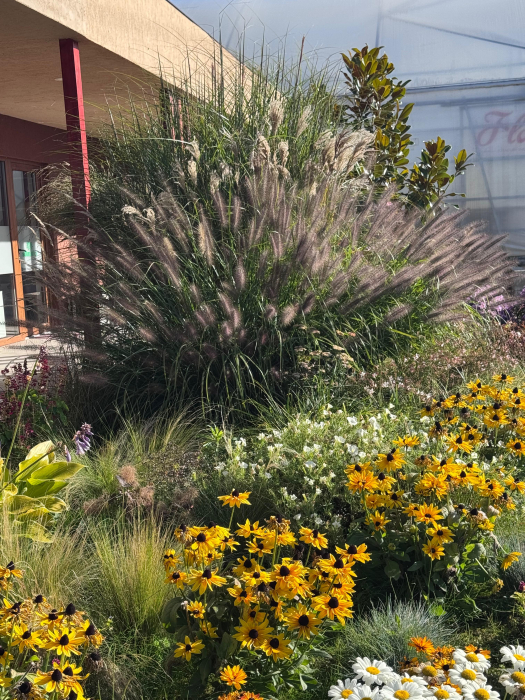 Pennisetum viridescens - C1.5 [4]