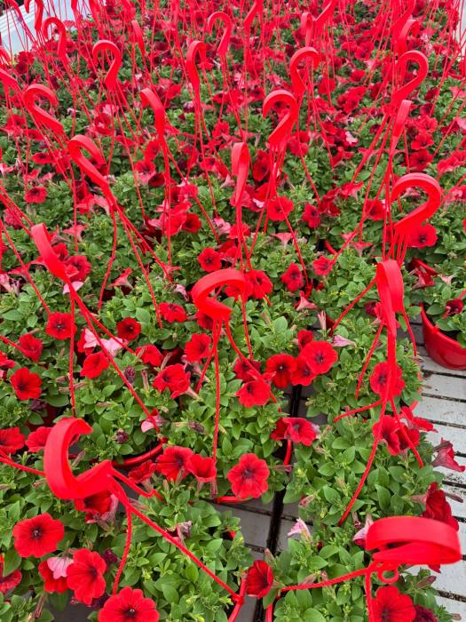 Petunia Capella Ruby Red [3]
