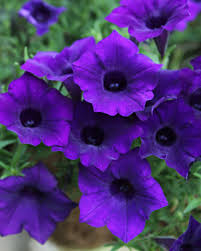 Petunia Supertunia Mini Vista Ultramarin [3]