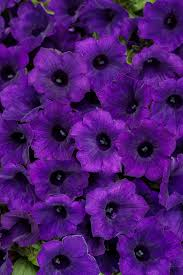 Petunia Supertunia Mini Vista Ultramarin [4]