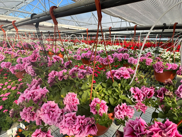 Petunia Tumbelina Helena C4 [3]
