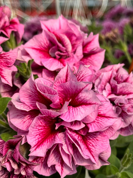 Petunia Tumbelina Helena C4 [2]