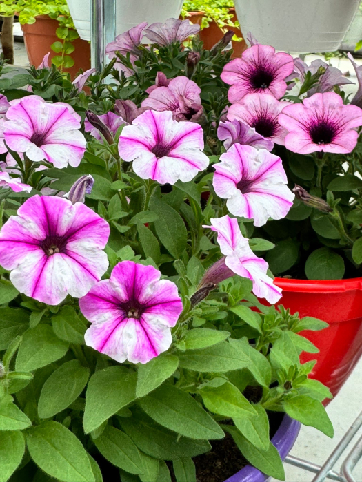 Petunia Bubbles Butterfly [3]