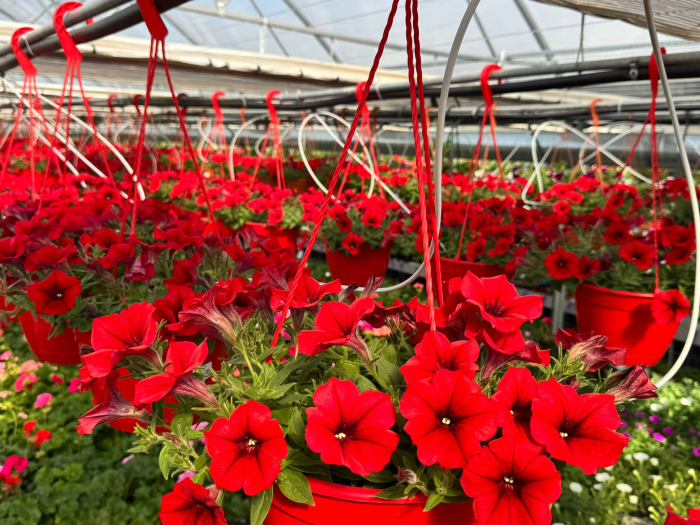 Petunia Capella Ruby Red [2]