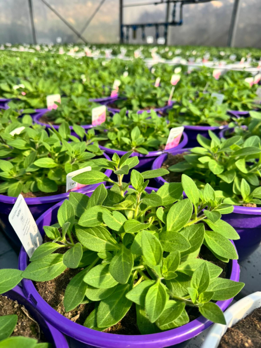 Petunia Supertunia Mini Vista Ultramarin [5]