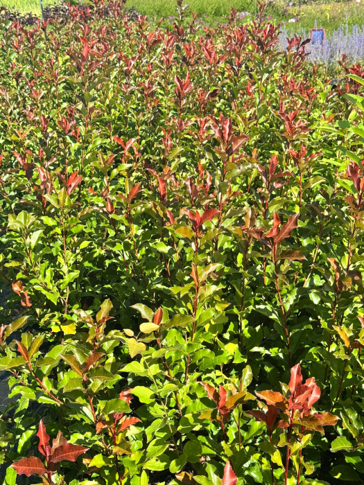 Photinia × fraseri ‘Magical Volcano’, ghiveci pătrat 9x9cm [2]