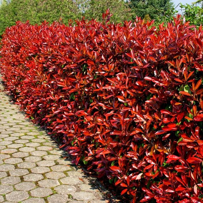 Photinia fraseri ‘Red Robin’ [2]