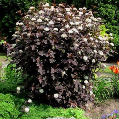 Physocarpus ‘Diabolo’ [4]