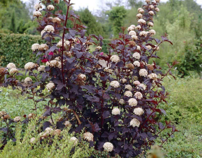 Physocarpus ‘Diabolo’ [3]