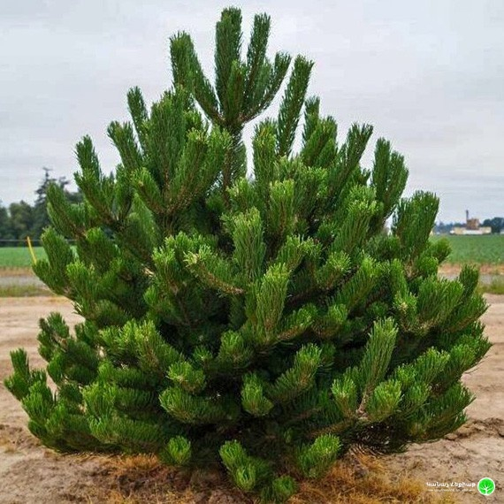 Pinus nigra ‘Oregon Green’ 65 cm [3]