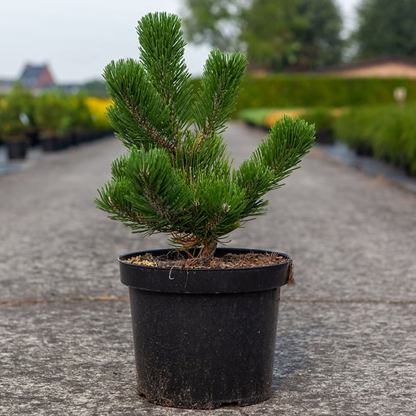 Pinus nigra ‘Oregon Green’ 65 cm [2]