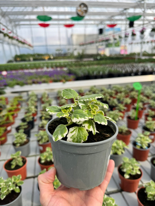 Plectranthus P12 [2]