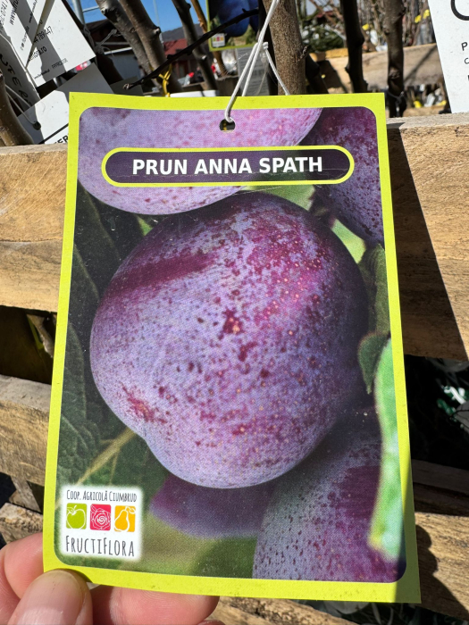 Pomi fructiferi România, diferite soiuri [18]