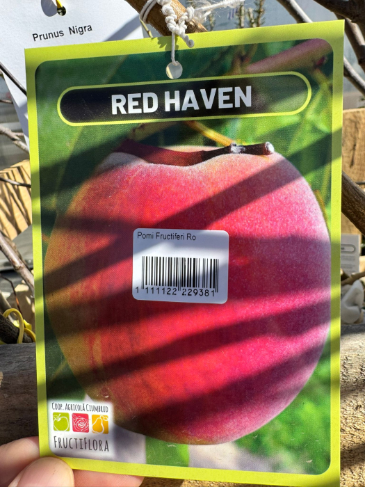 Pomi fructiferi România, diferite soiuri [3]