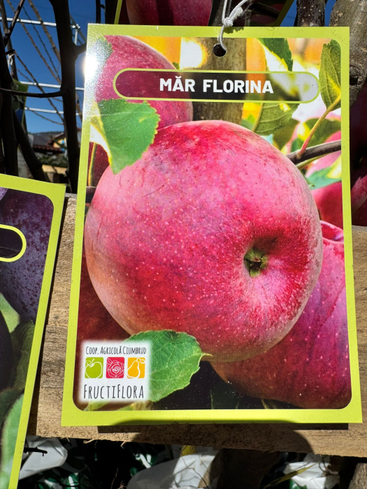 Pomi fructiferi România, diferite soiuri [12]