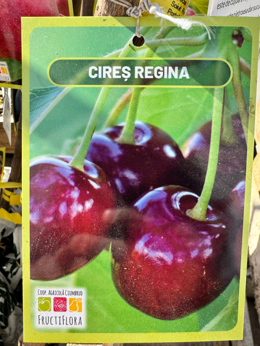 Pomi fructiferi România, diferite soiuri [10]