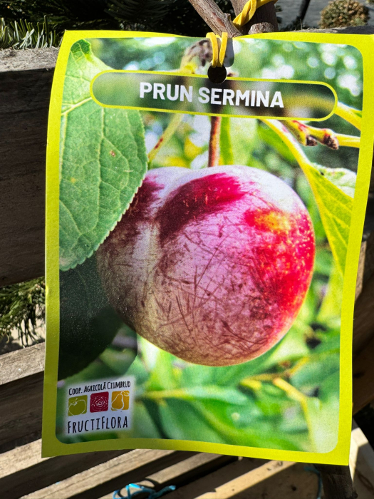 Pomi fructiferi România, diferite soiuri [7]