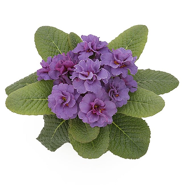 Primula hethor petticoat double blue – c1.5 [2]