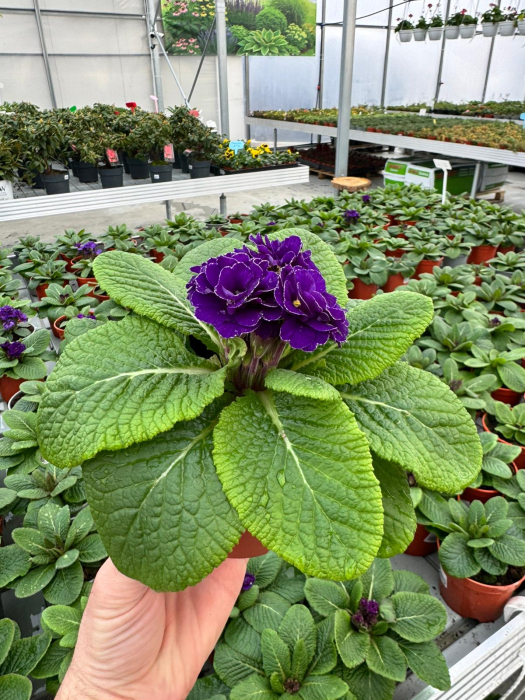 Primula hethor petticoat double blue – c1.5 [5]