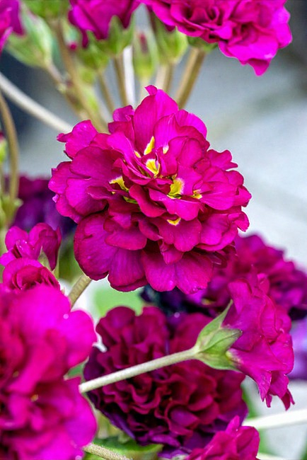 primula pretty polly burgundy – c1.5 [1]