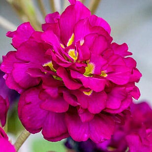 primula pretty polly burgundy – c1.5 [2]