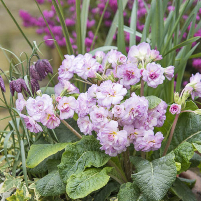 PRIMULA PRETTY POLLY SOFT PINK – P1.5 [3]