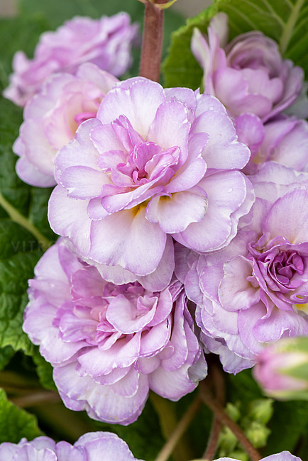 PRIMULA PRETTY POLLY SOFT PINK – P1.5 [1]