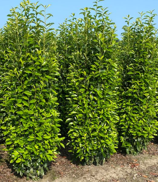 Prunus laurocerasus Bonaparte – C3 [2]