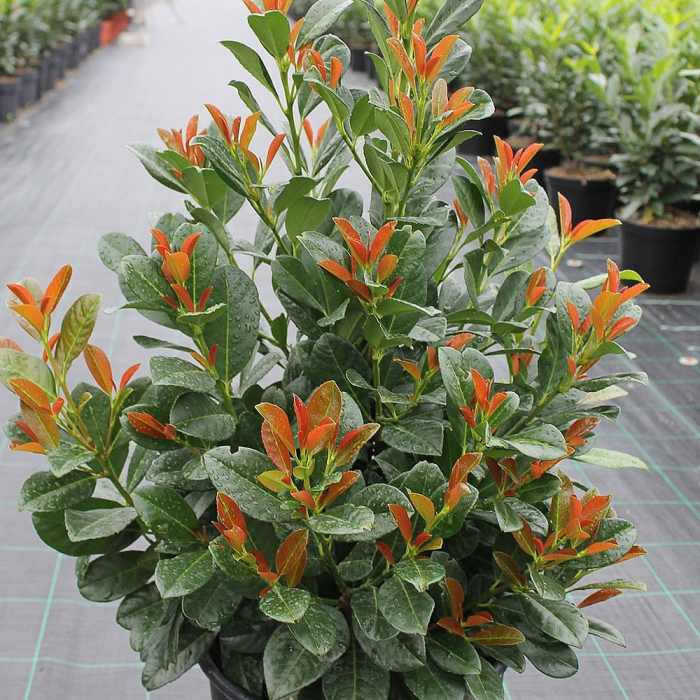 Prunus laurocerasus Bonaparte – C3 [3]