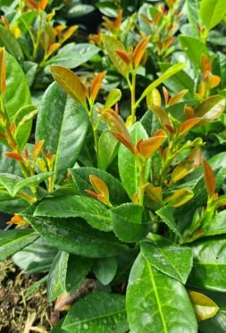 Prunus laurocerasus Bonaparte – C3 [1]