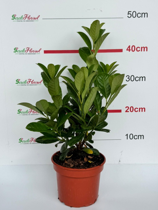 Prunus laurocerasus 'Novita' C1.5, arbust veșnic verde [2]