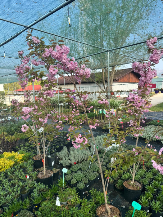 Prunus serrulata ‘Kanzan’ [2]
