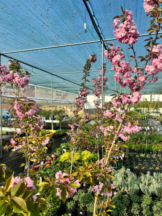 Prunus serrulata ‘Kanzan’ [4]