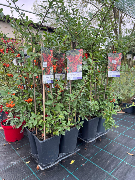 Pyracantha Orange Charmer [4]