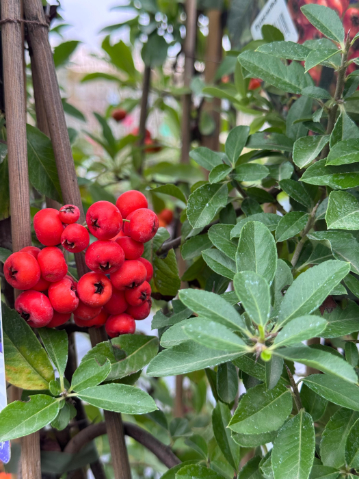 Pyracantha Orange Charmer [2]