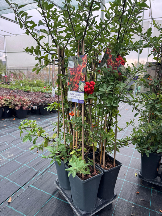 Pyracantha Orange Charmer [1]