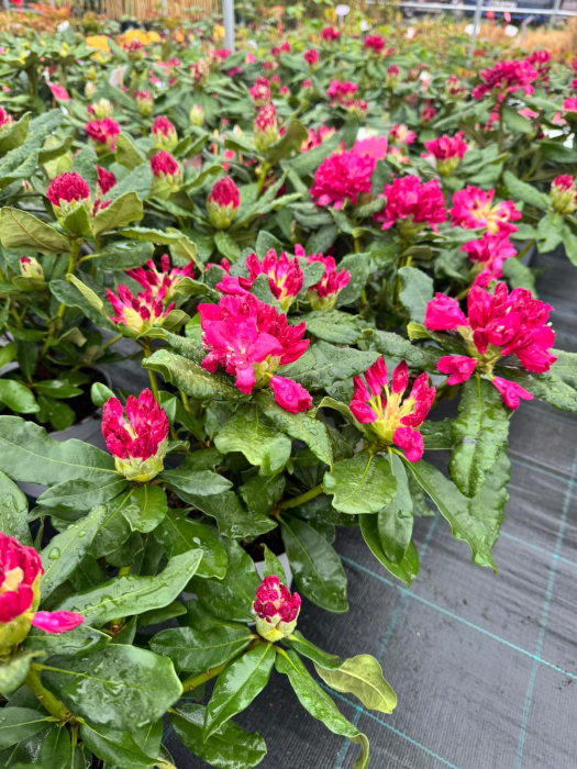 Rhododendron în ghiveci de 1,5 L, înălțime 15–20 cm [2]