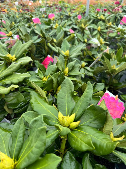 Rhododendron în ghiveci de 2 L, înălțime 30–35 cm [2]