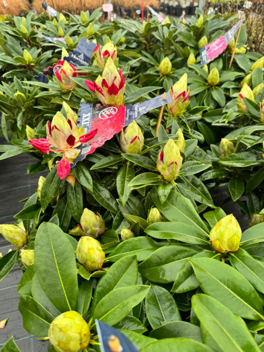 Rhododendron în ghiveci de 2 L, înălțime 30–35 cm [3]