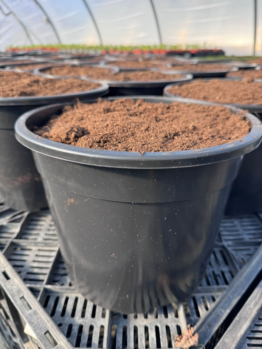 Paeonia ‘Catharina Fontyn’ [2]