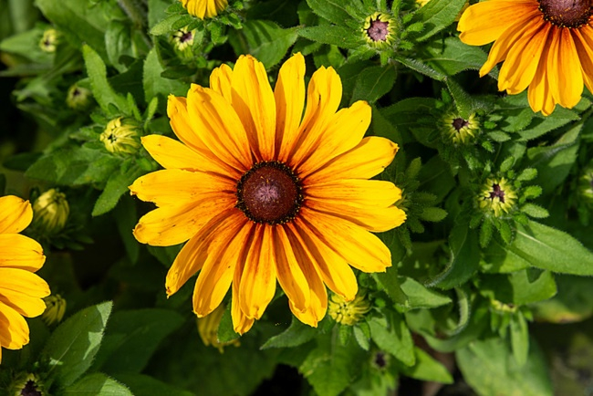 Rudbeckia Sunbeckia 'Carolina' C2, plantă perenă ornamentală [2]