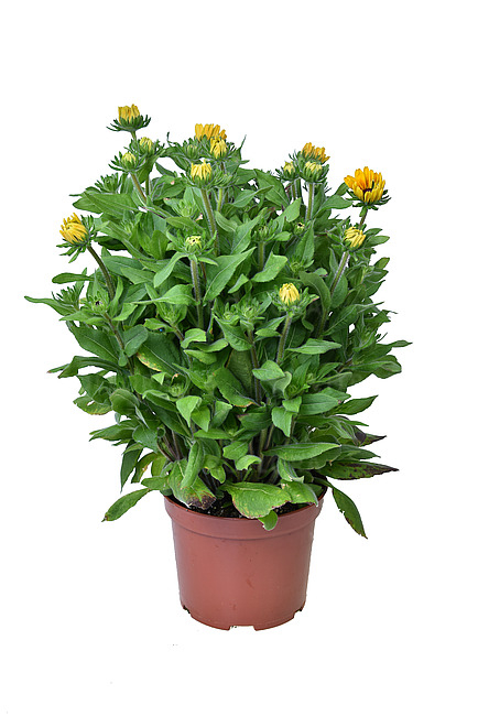 Rudbeckia Sunbeckia 'Carolina' C2, plantă perenă ornamentală [3]