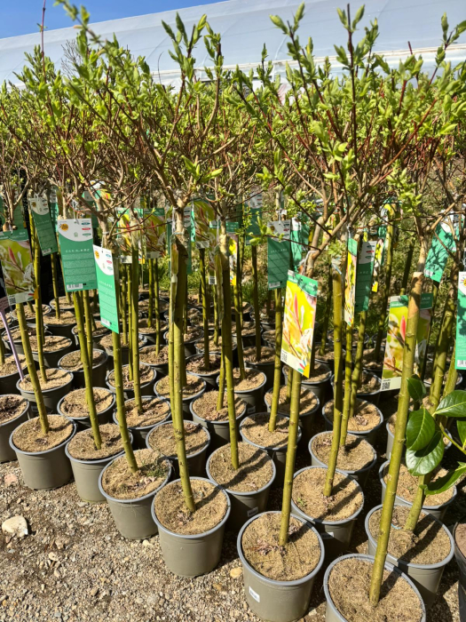 Salix ‘Hakuro Nishiki’ 110 C3 [3]