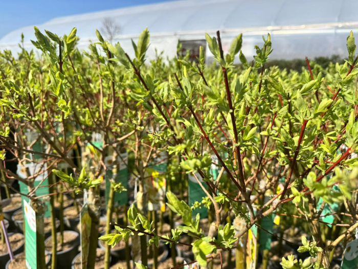 Salix ‘Hakuro Nishiki’ 110 C3 [2]